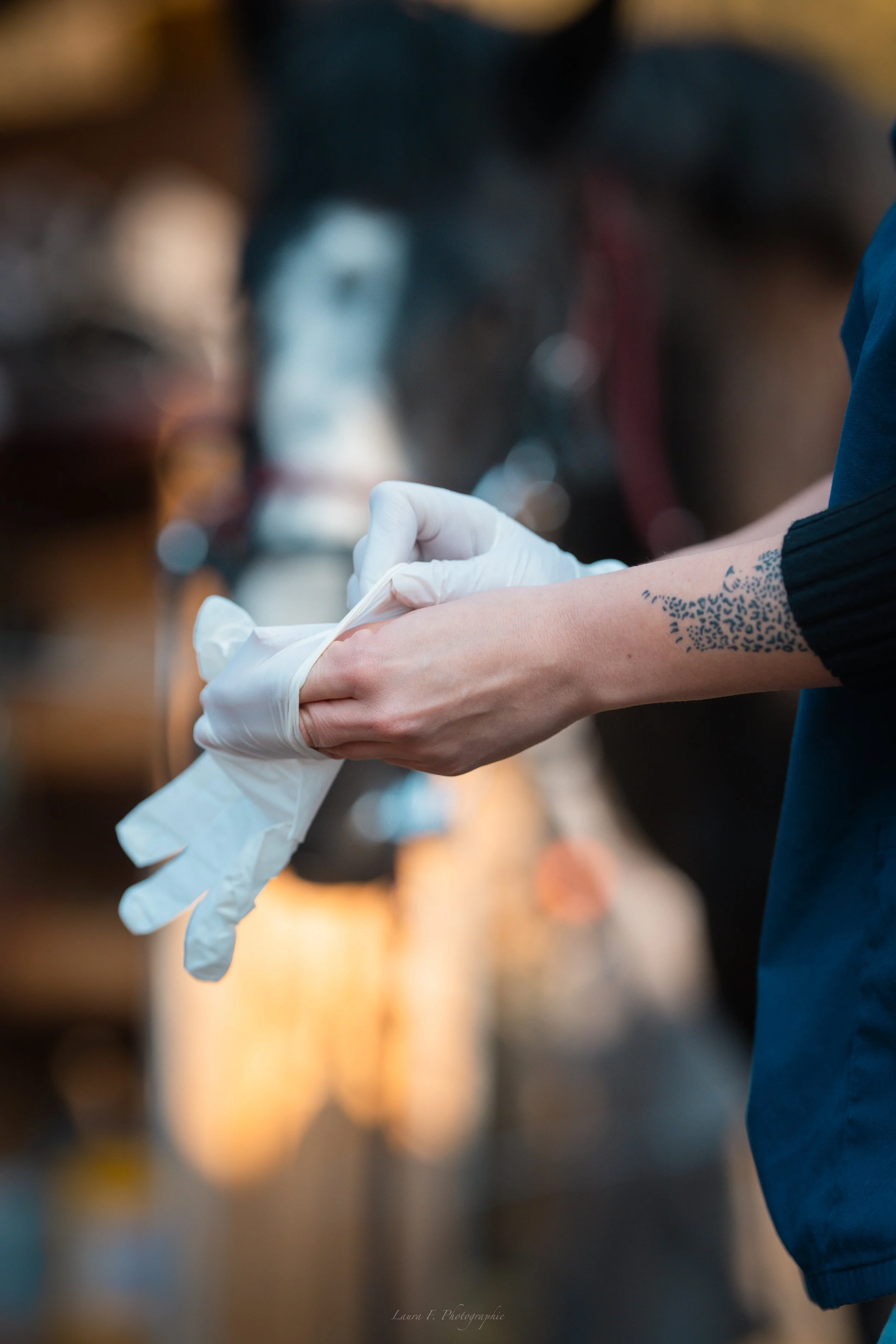 Personne mettant une paire de gants en latex en préparant un cheval, arrière-plan flou.