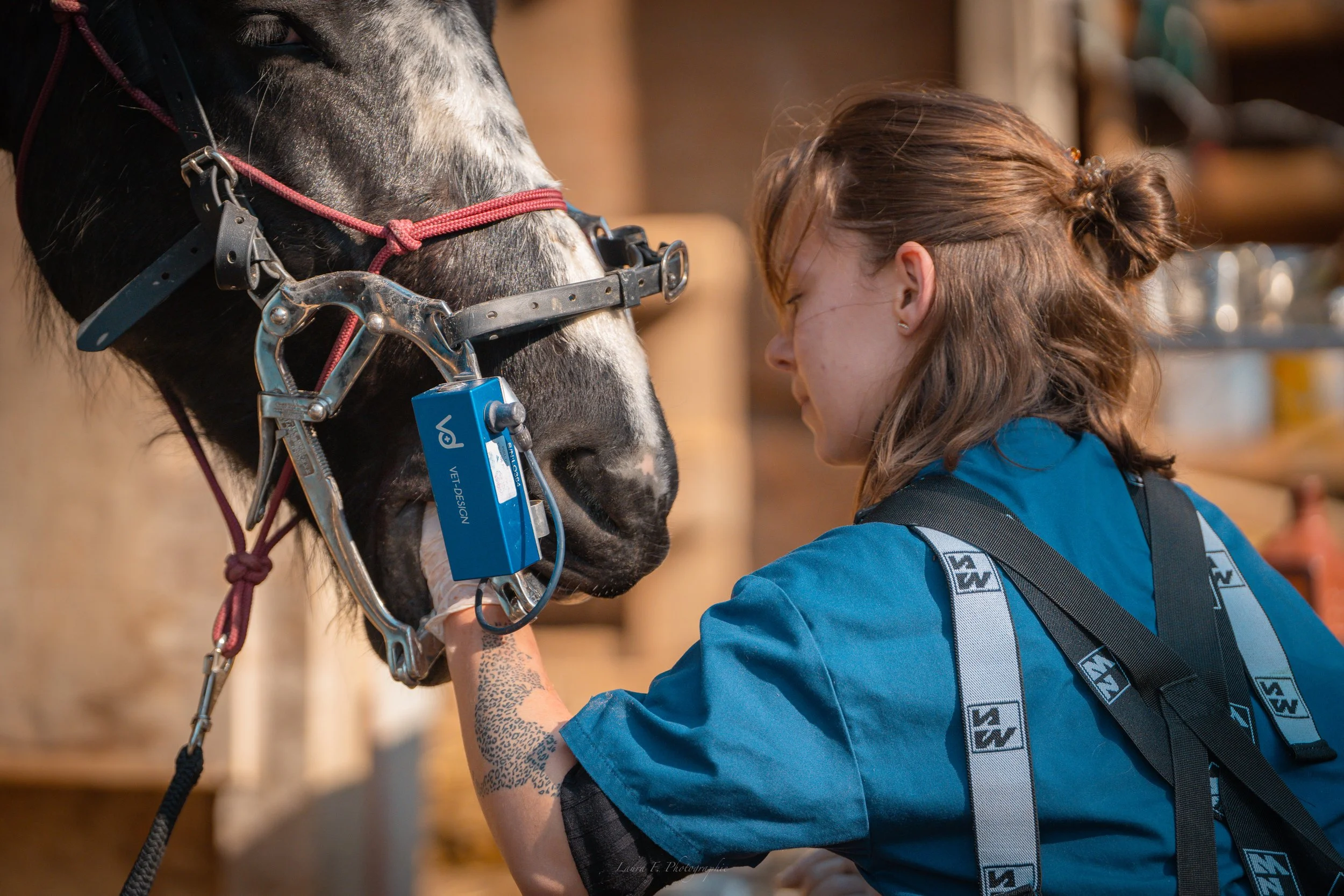 Une femme en bleu caresse un cheval noir et blanc à l'écurie, souriante et proche de l'animal.