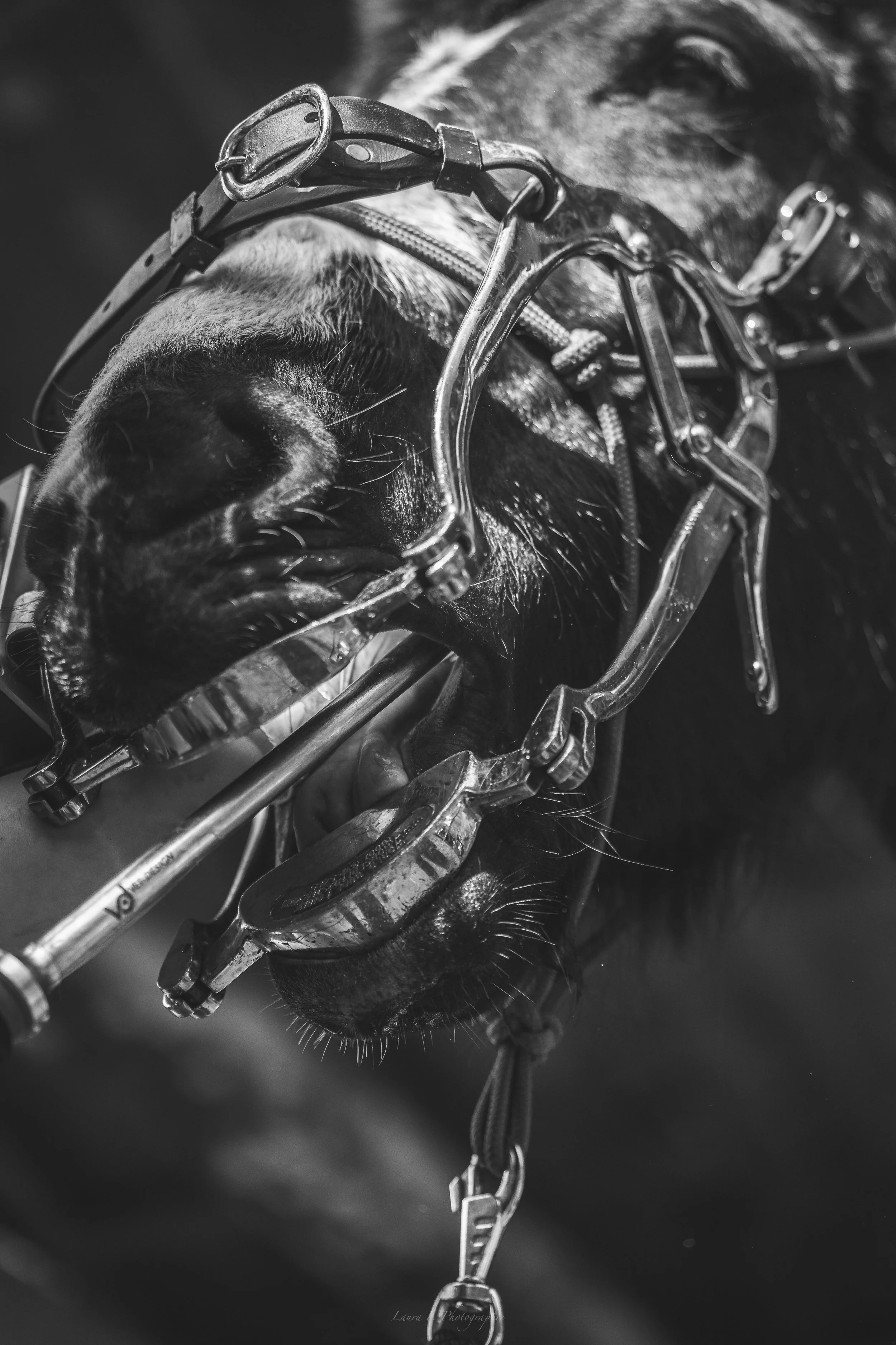 Un cheval porte des lunettes de protection et un bridon.