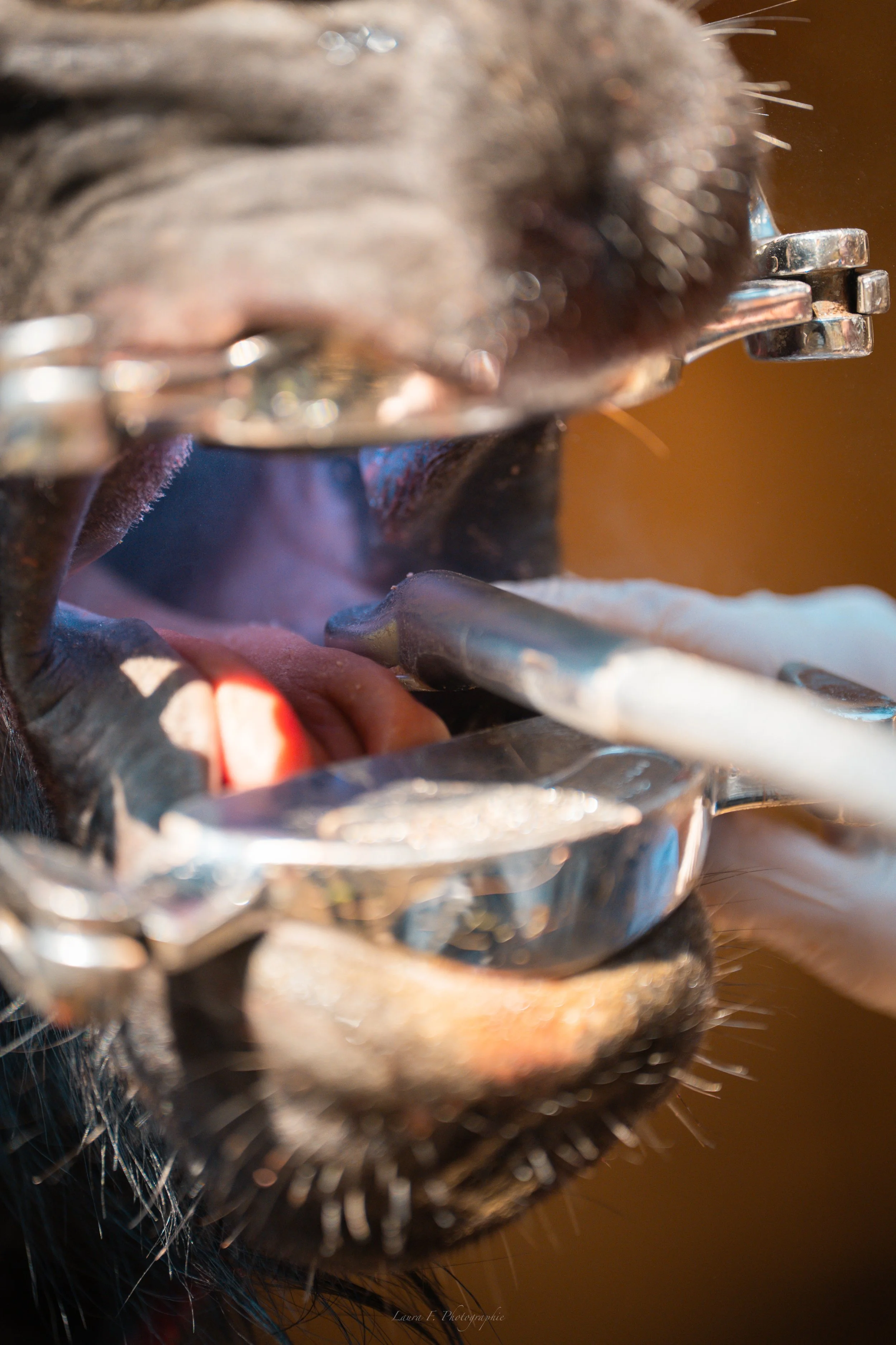 Zoom sur la bouche d'un cheval avec un tapis de dentisterie en métal pendant une inspection dentaire.