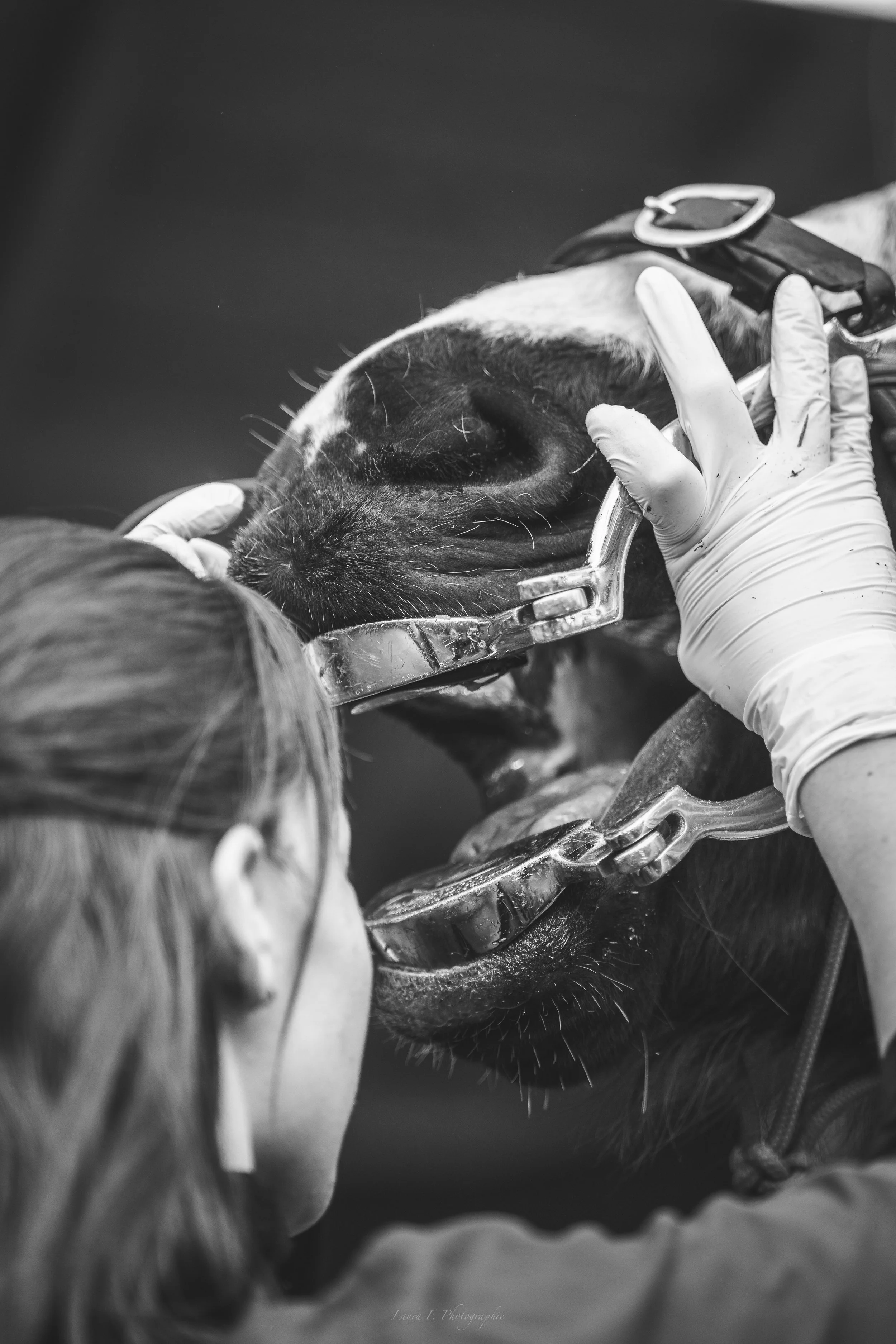 Une vétérinaire en train de soigner un cheval, lui tenant la bouche ouverte avec un instrument, lors d'une intervention médicale, en noir et blanc.