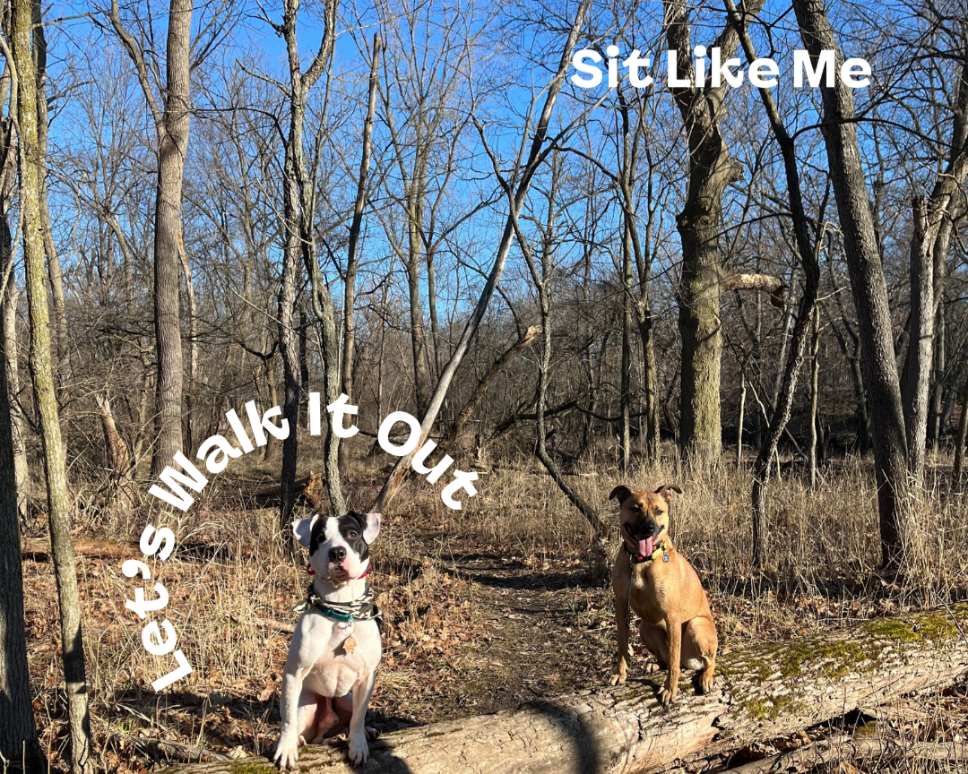 Forest Glen Woods PACK WALK