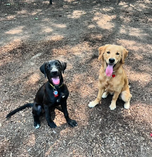 8 Tips for Life With Puppies