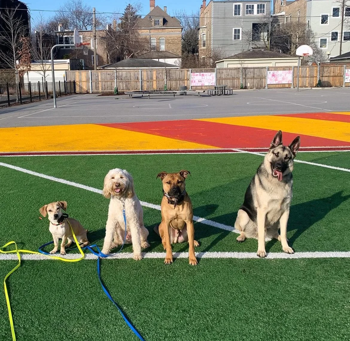 Meetings are Meaningful: Tips for Introducing New Dogs