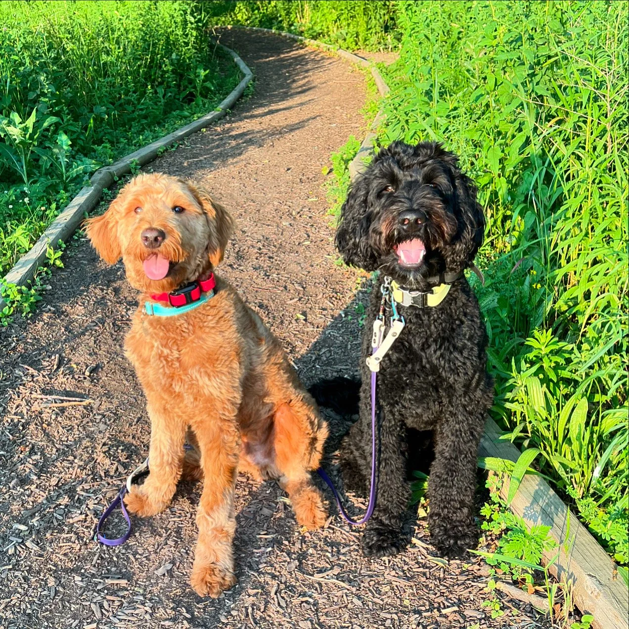 SLM Scout Noodle.JPG