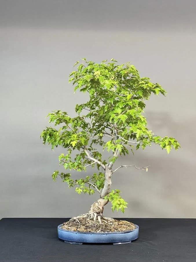 Amur maple