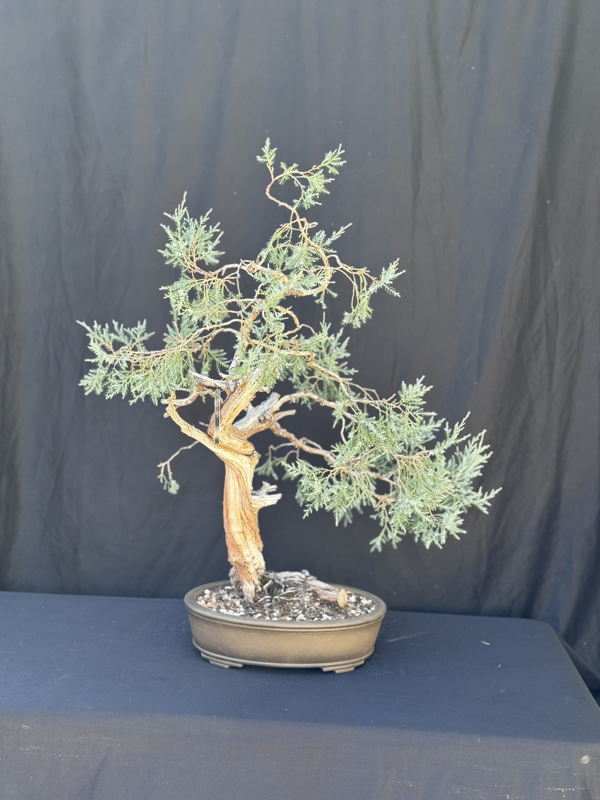 Rocky Mountain Juniper