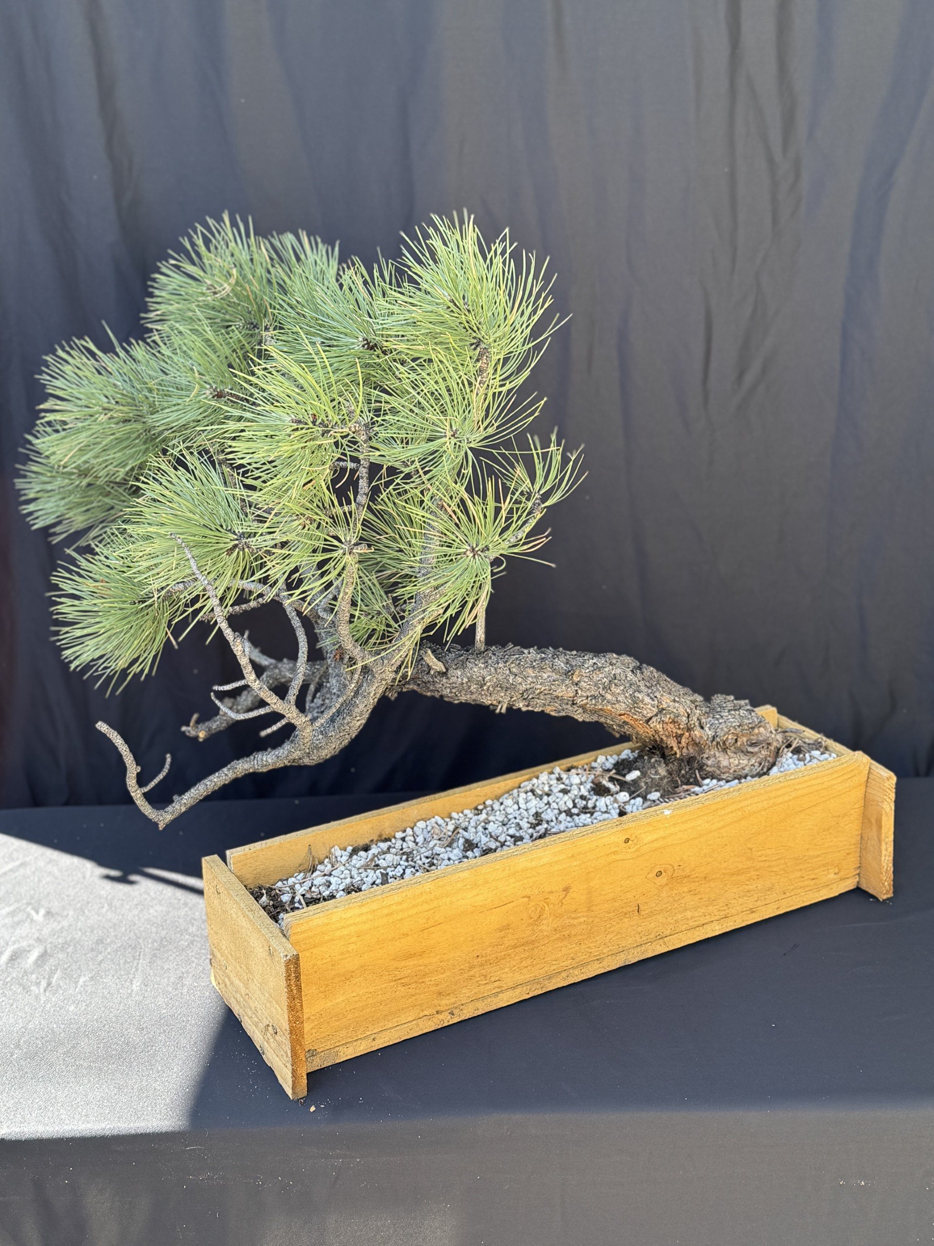 Ponderosa Pine