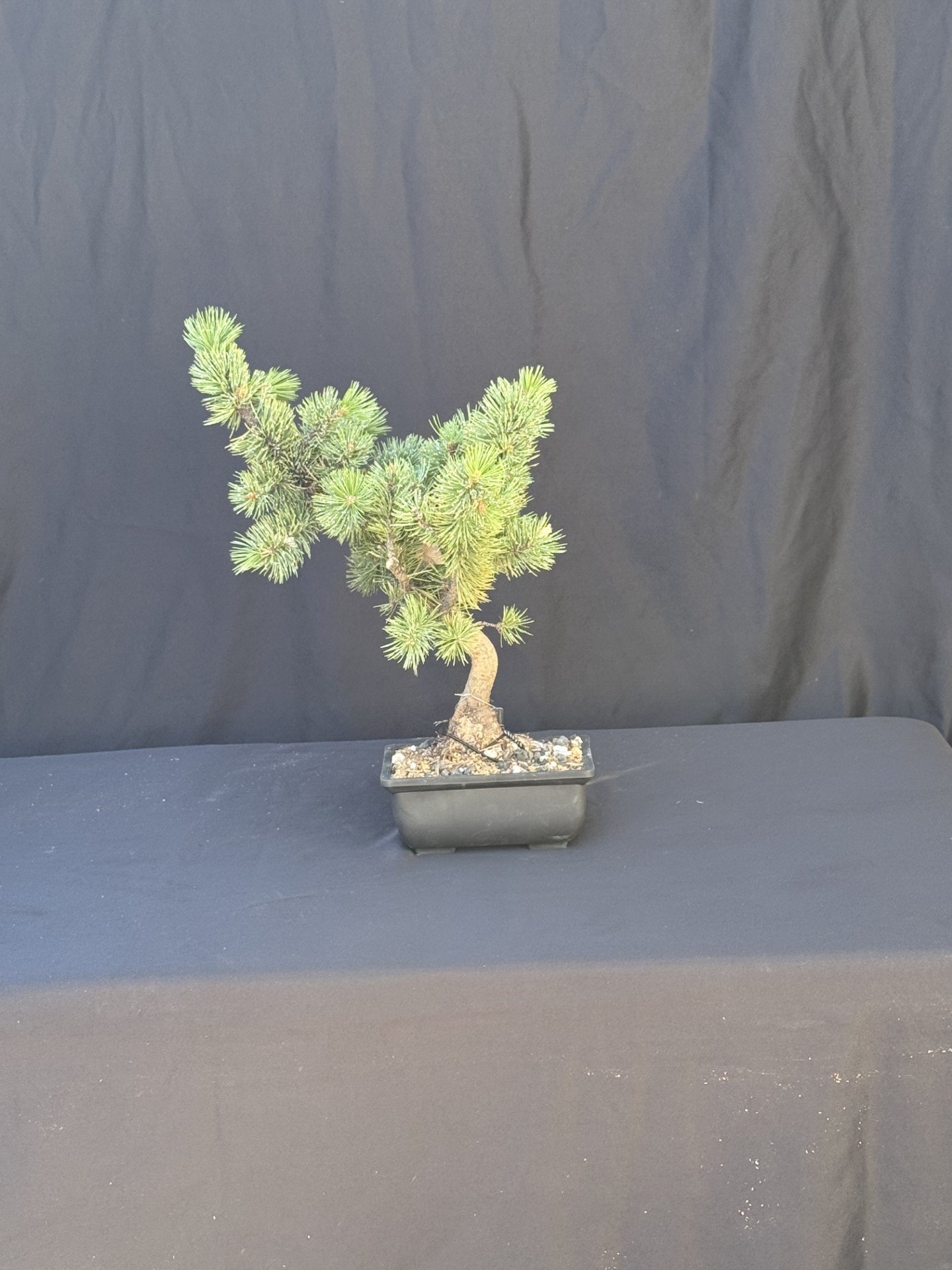 Bristlecone Pine