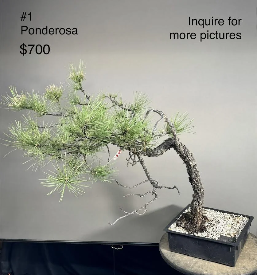 MBS Yamadori Workshop , June 28th Washington county Fairgrounds