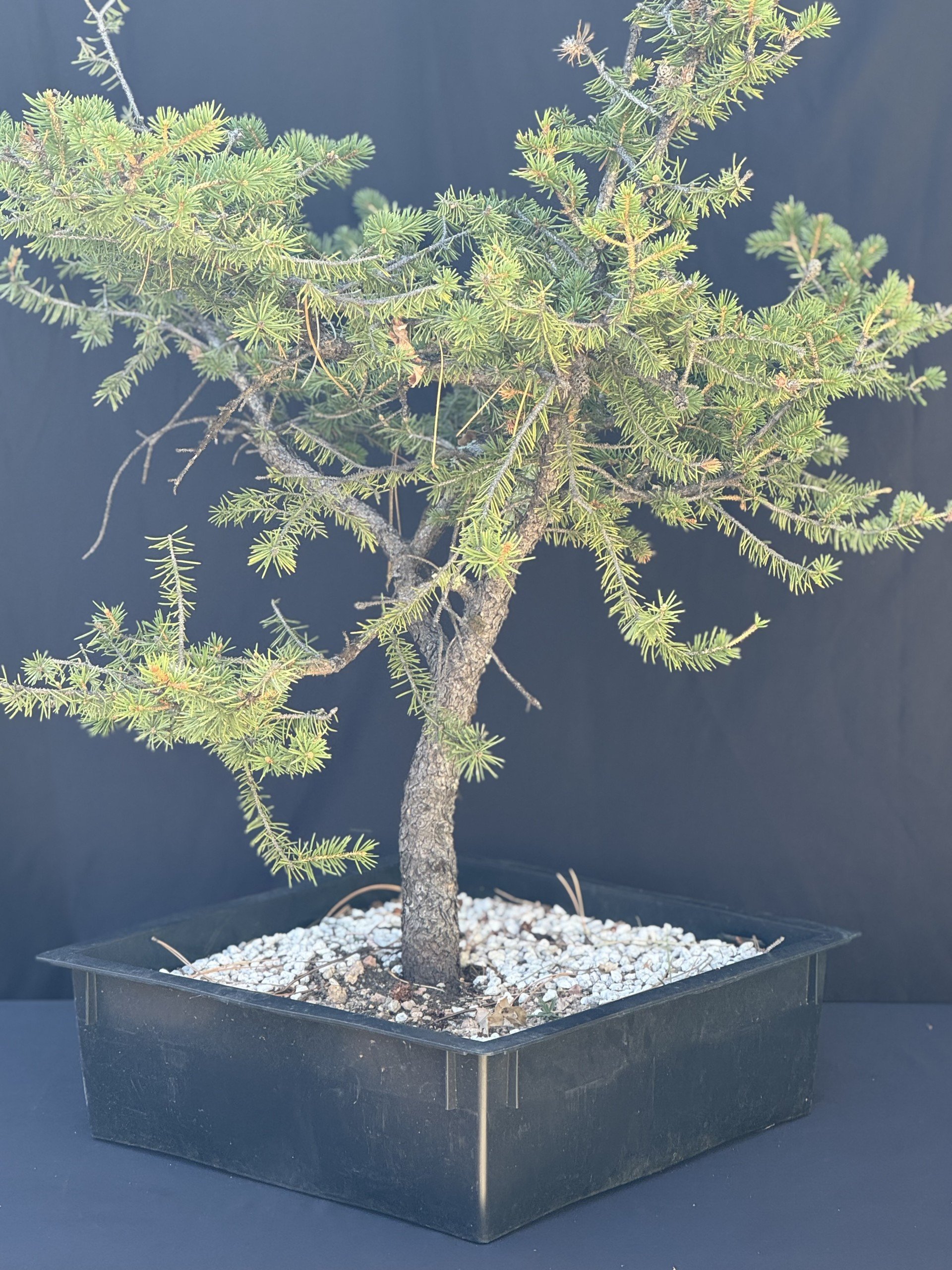 Co Blue Spruce
