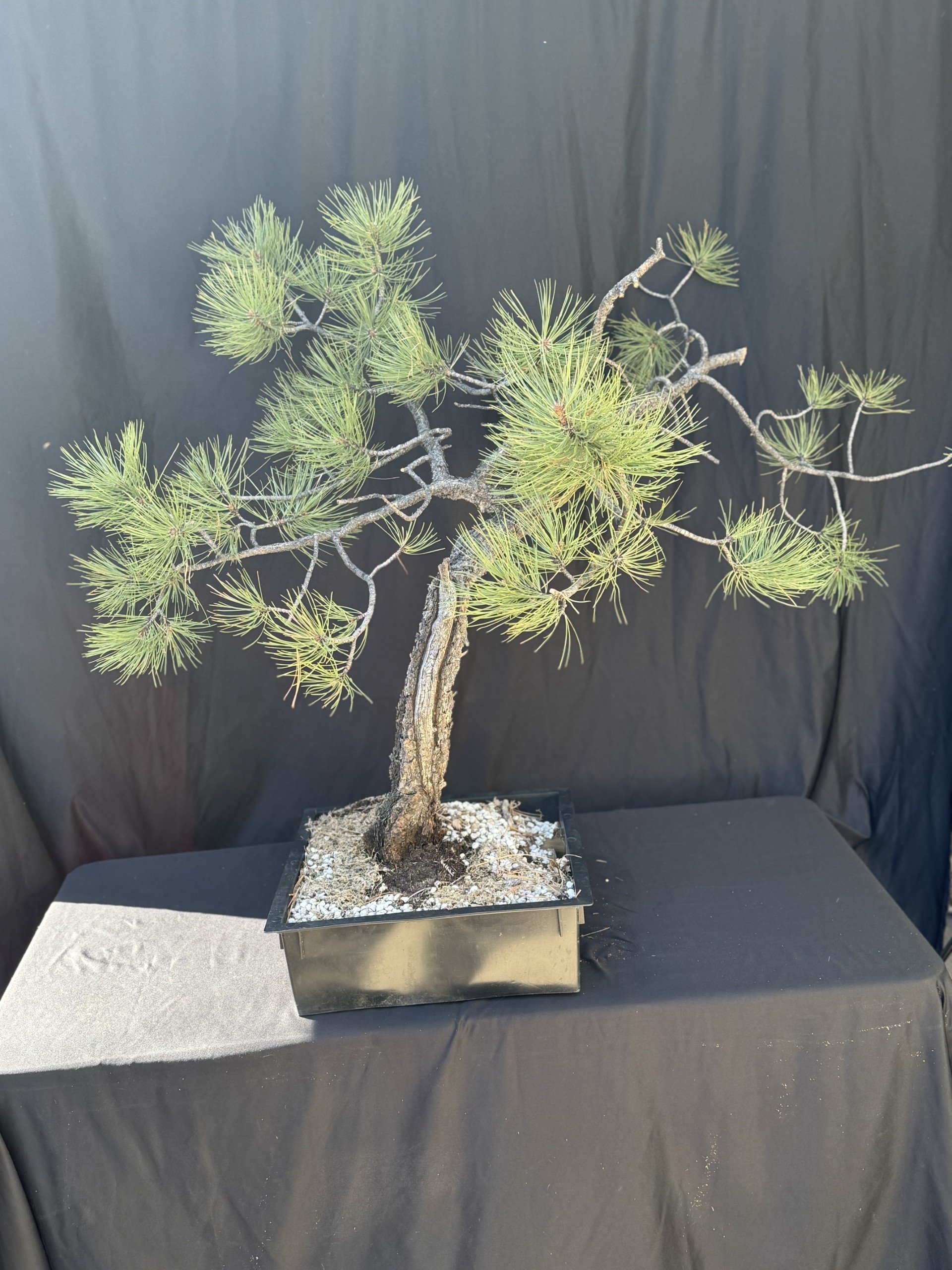 Ponderosa Pine