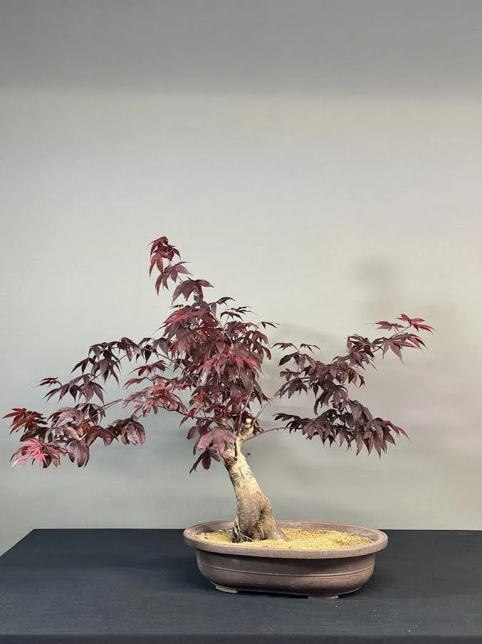 Japanese red maple