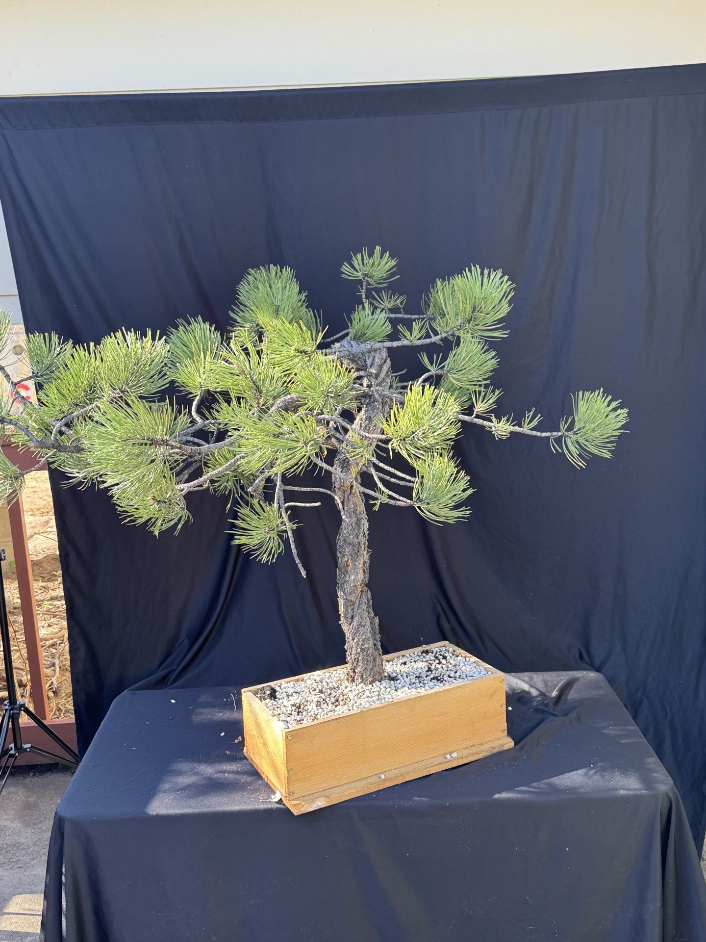 ponderosa pine