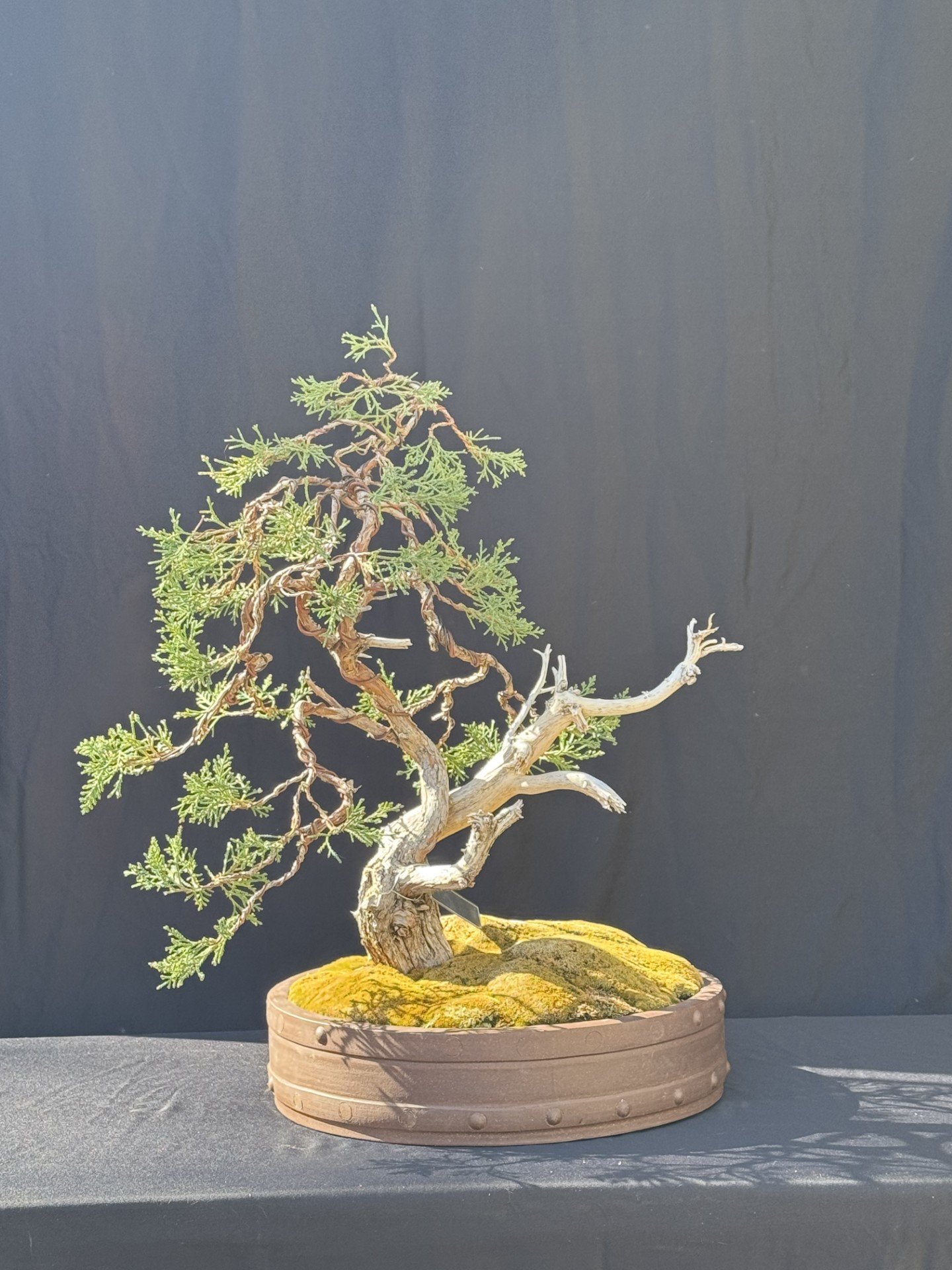 Rocky Mountain Juniper