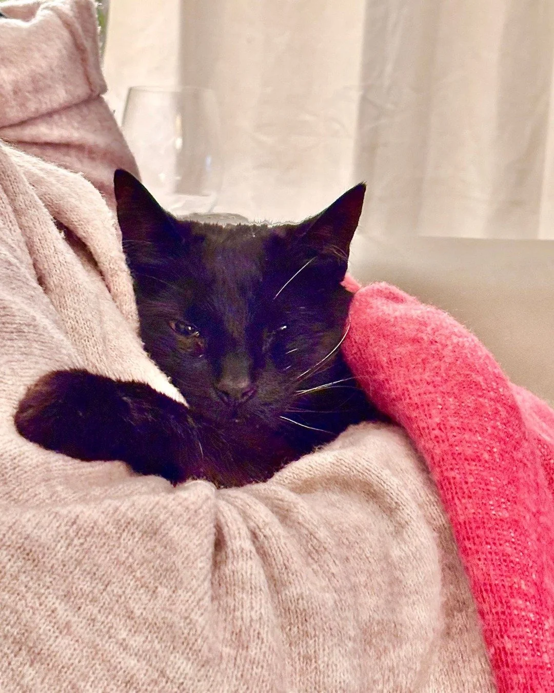 Art inspo? Not today.

Today&rsquo;s creative spark came in the form of Zumi (the cat) snuggles at the end of the day. 🤍