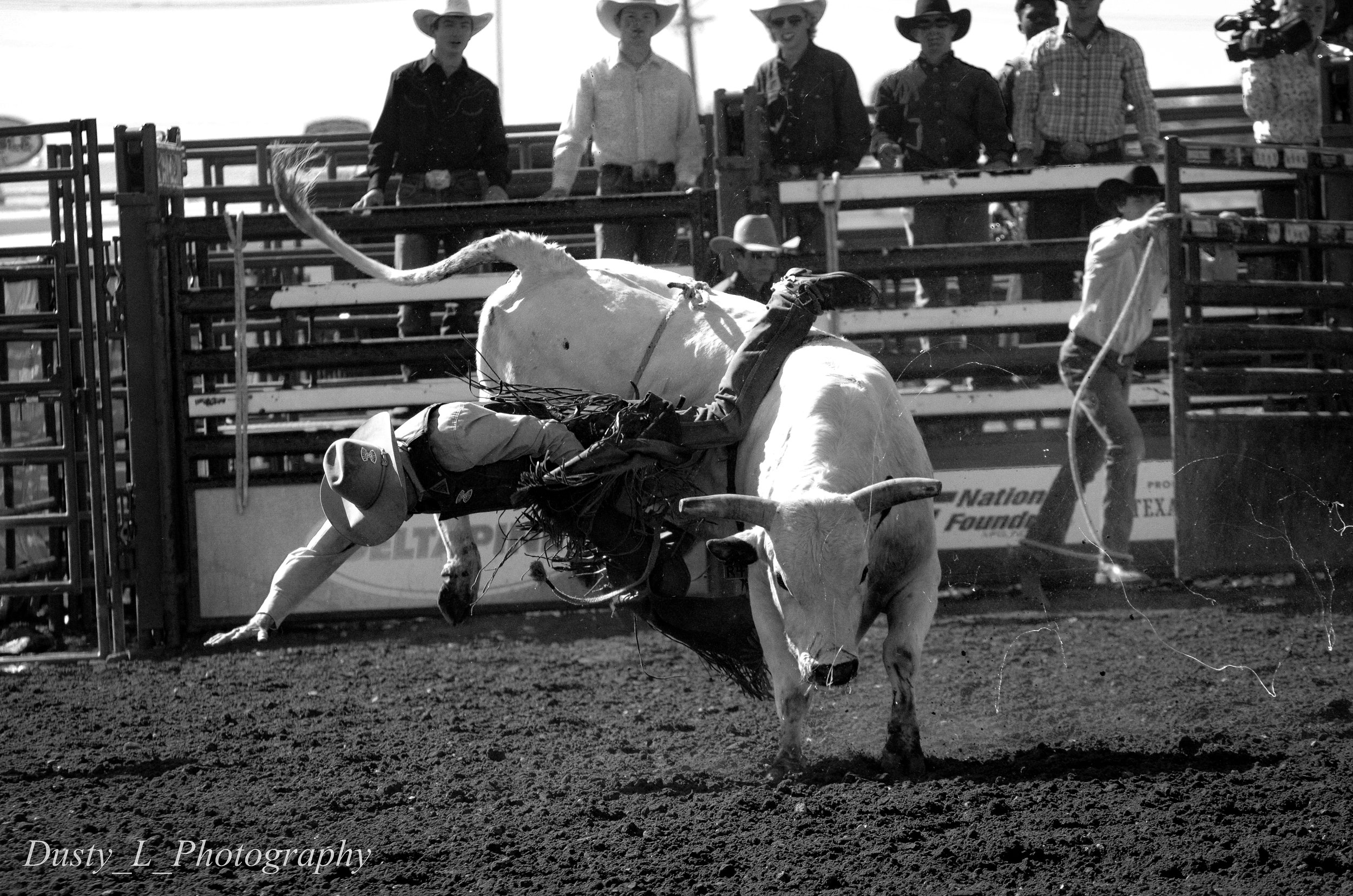 A bull rider is thrown during the 2023 Texas Tech Rodeo at Cooks Garage in Lubbock Texas, Nov. 4, 2023.