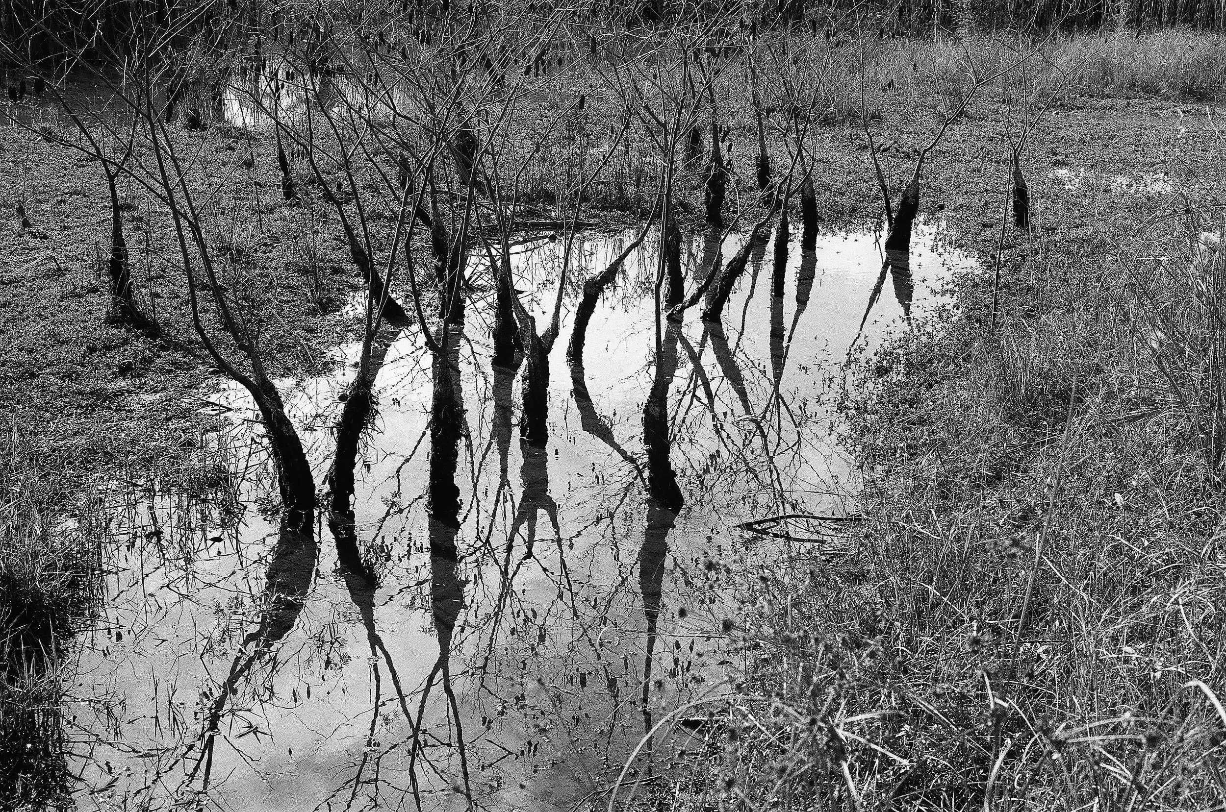 Black and white photograph of leafless trees reflecting in a shallow pond, surrounded by tall grass and vegetation.