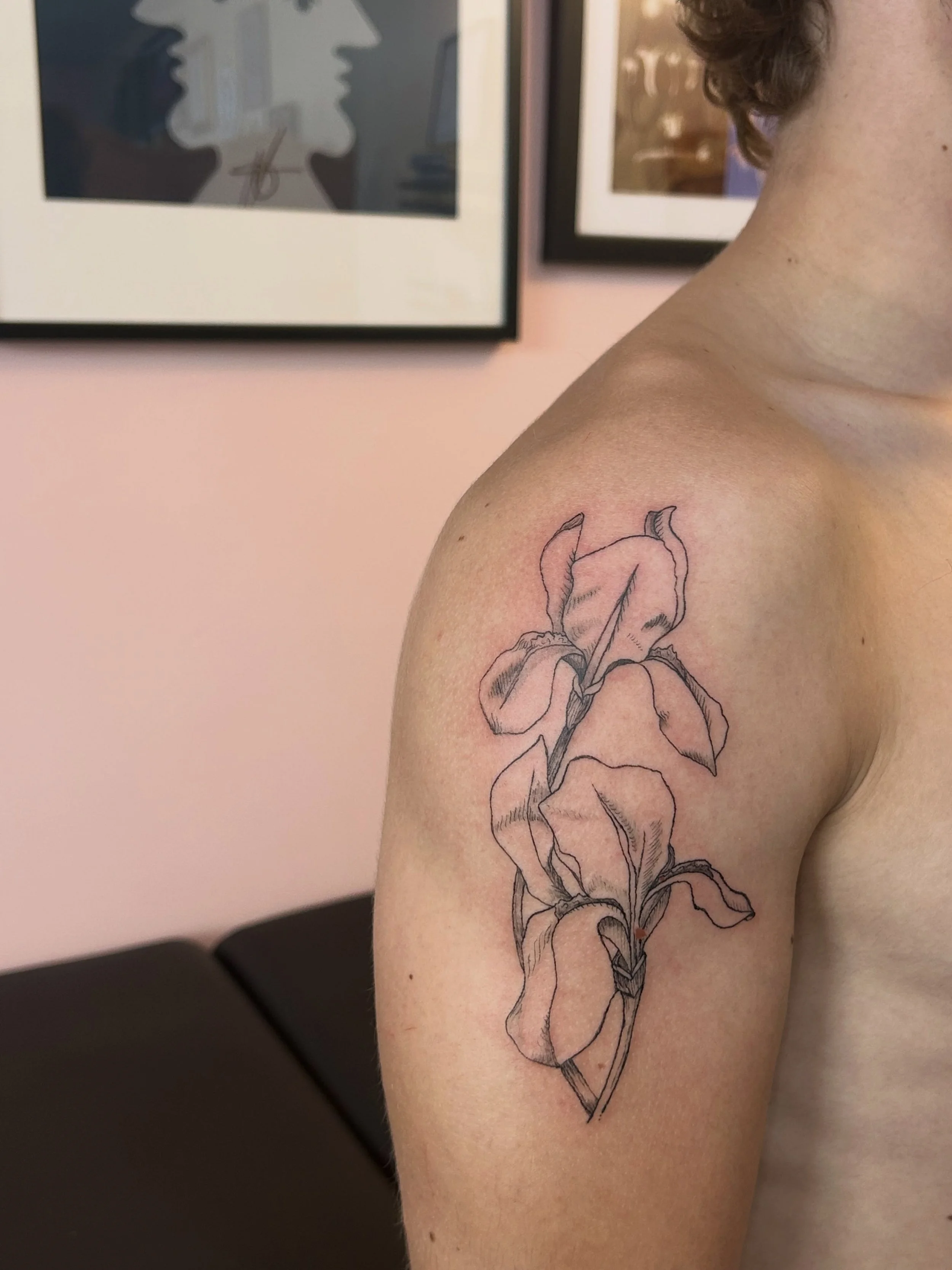irises for Ansel ✨