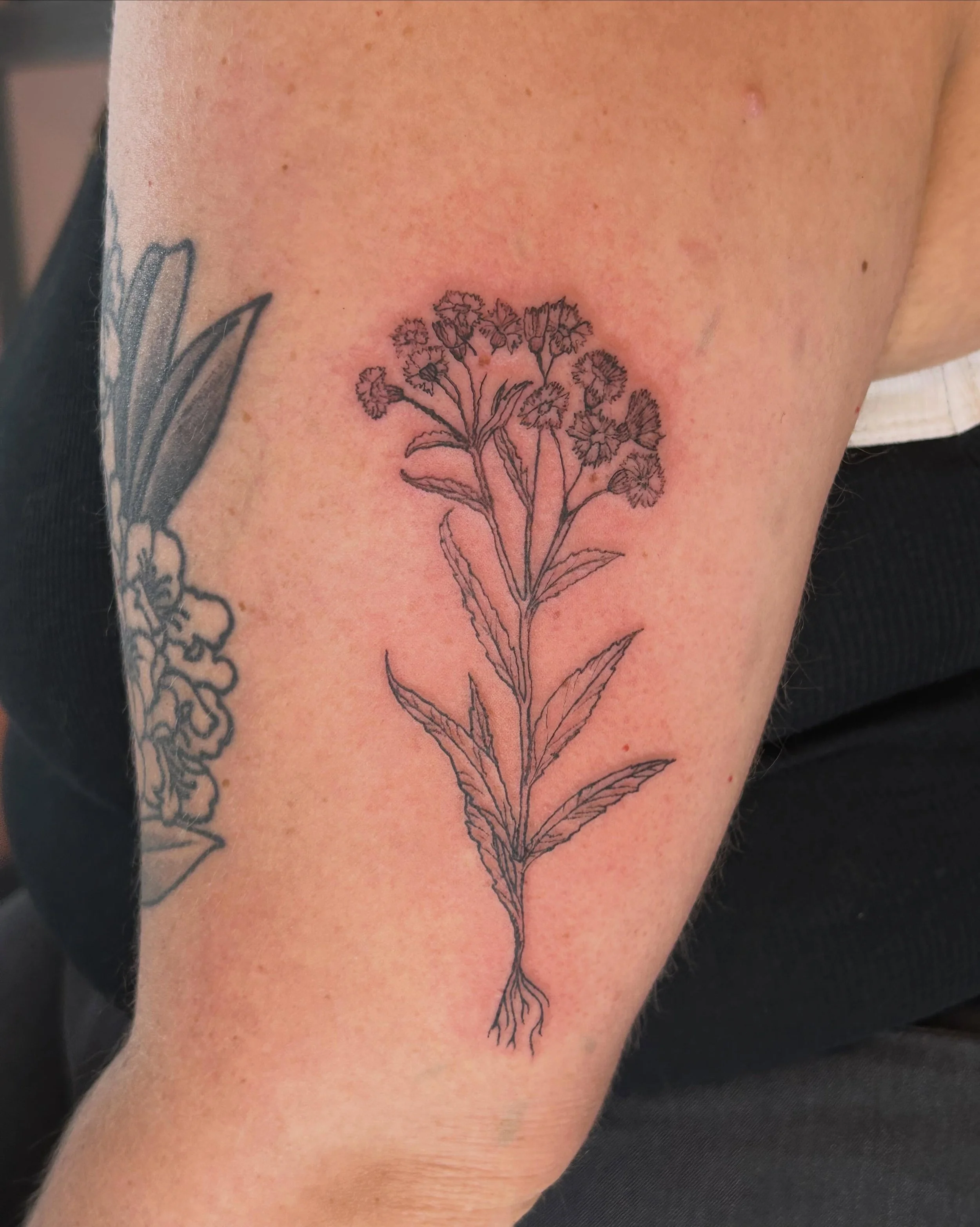 ironweed for Krystal

Excerpts from &ldquo;Our Roots Run Deep as Ironweed&rdquo; by Shannon Elizabeth Bell and twelve Appalachian women fighting like hell for the places they call home