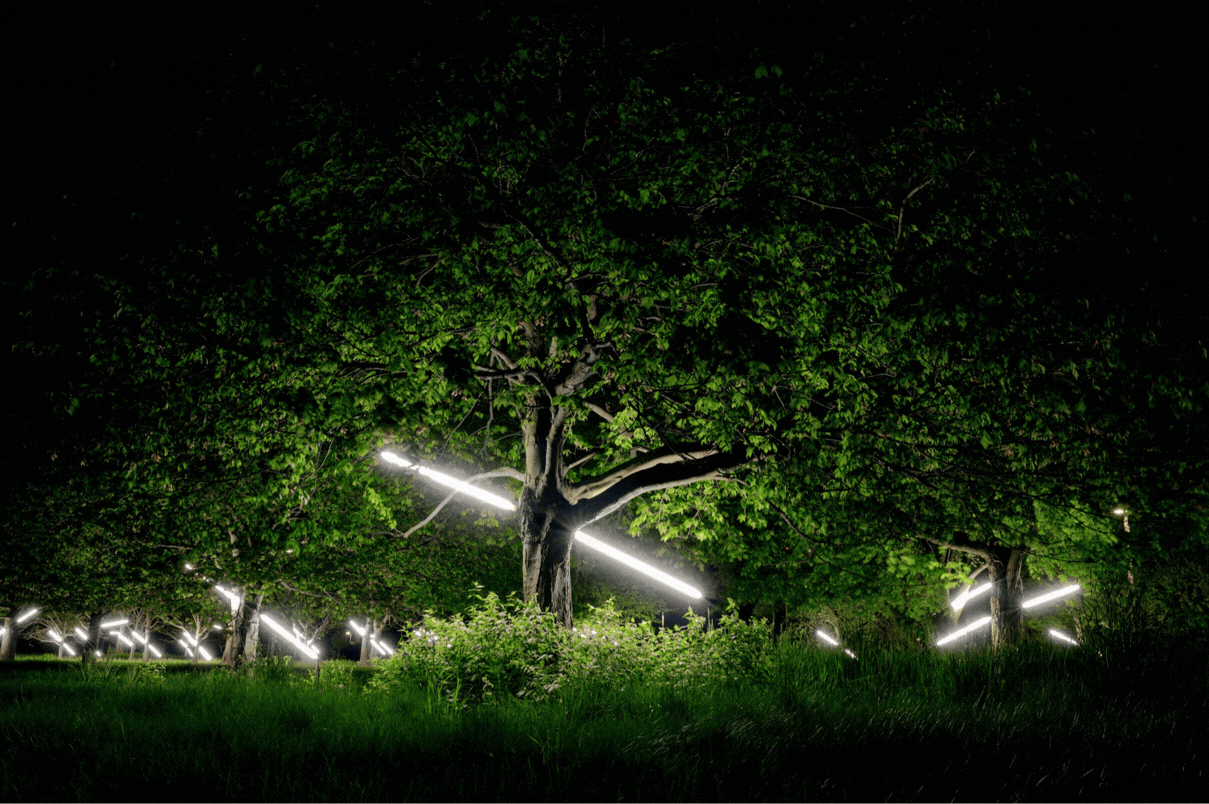 A series of photos of an art installation involving lights intersecting with trees at night.