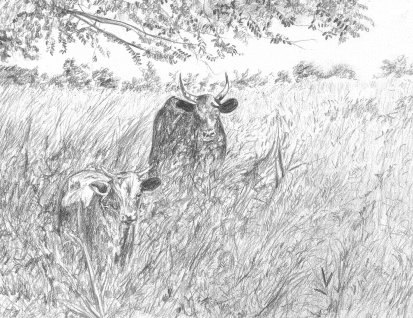 The Whole Field • Volume 4 • No. 18 • Full Moon • October 6, 2025