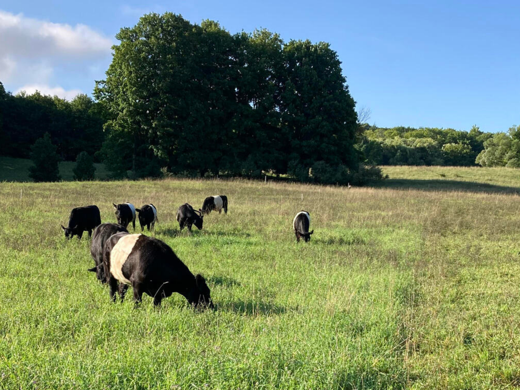 "Show and Tell" Tour for Farmers: Cattle and Sheep Regenerative Grazing