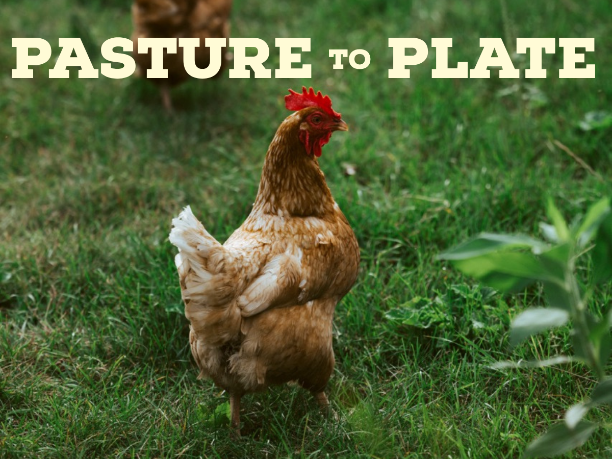 From Pasture to Plate: Learn to Process Your Own Chicken