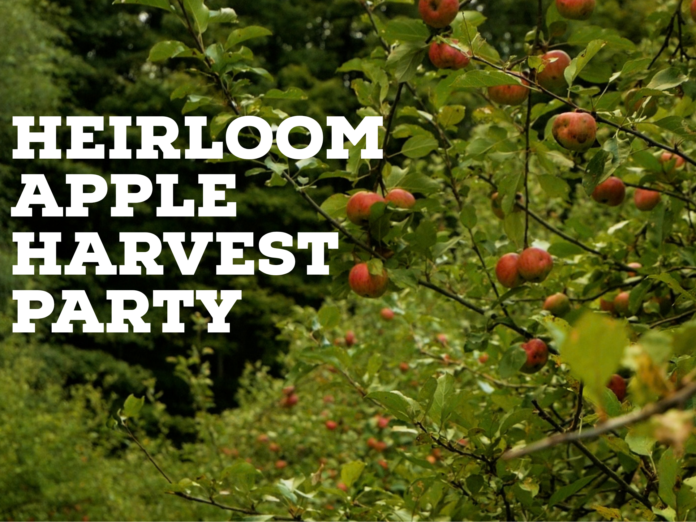 U-Pick Heirloom Apple Conservancy Harvest