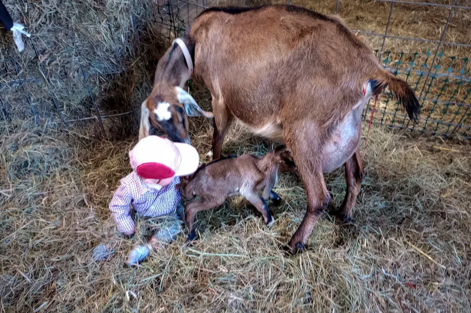 A photo of a mama goat, a baby goat, and a baby human.