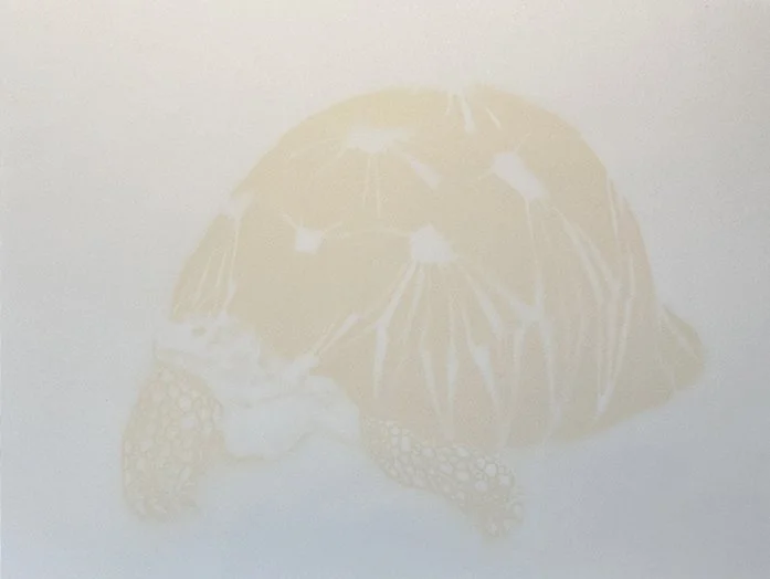 Madagaskar schilpad_proces kopie.jpg