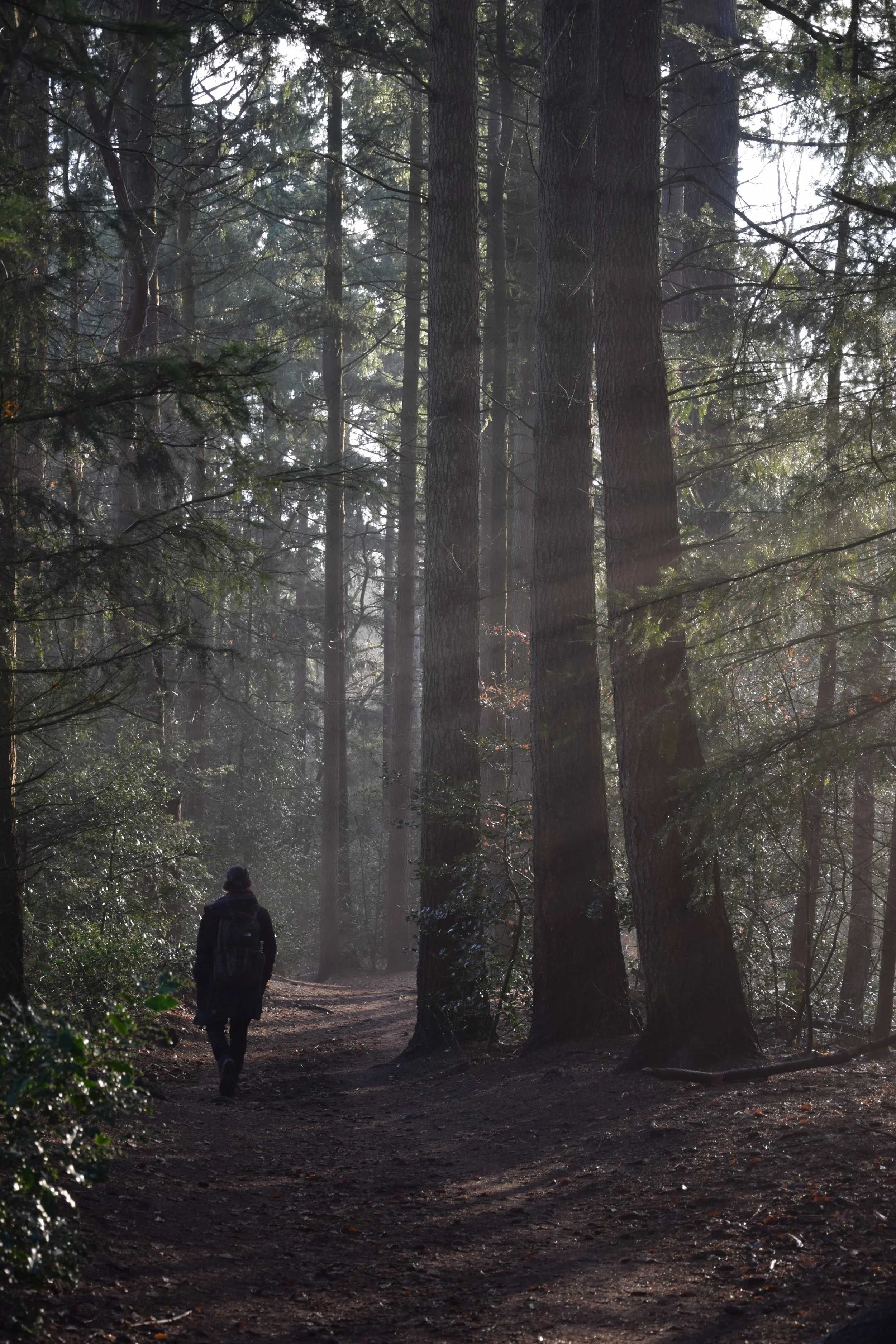 A small solitary figure walking among tall forest trunks, black and white.