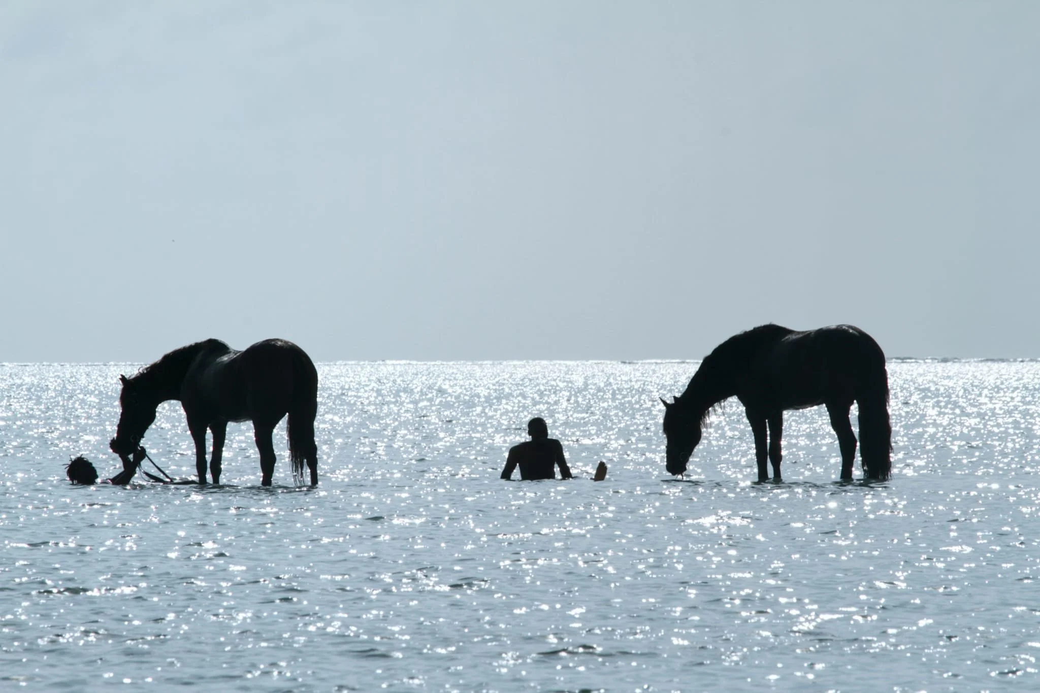 Horses and a swimmer silhouetted in shallow water, black and white.