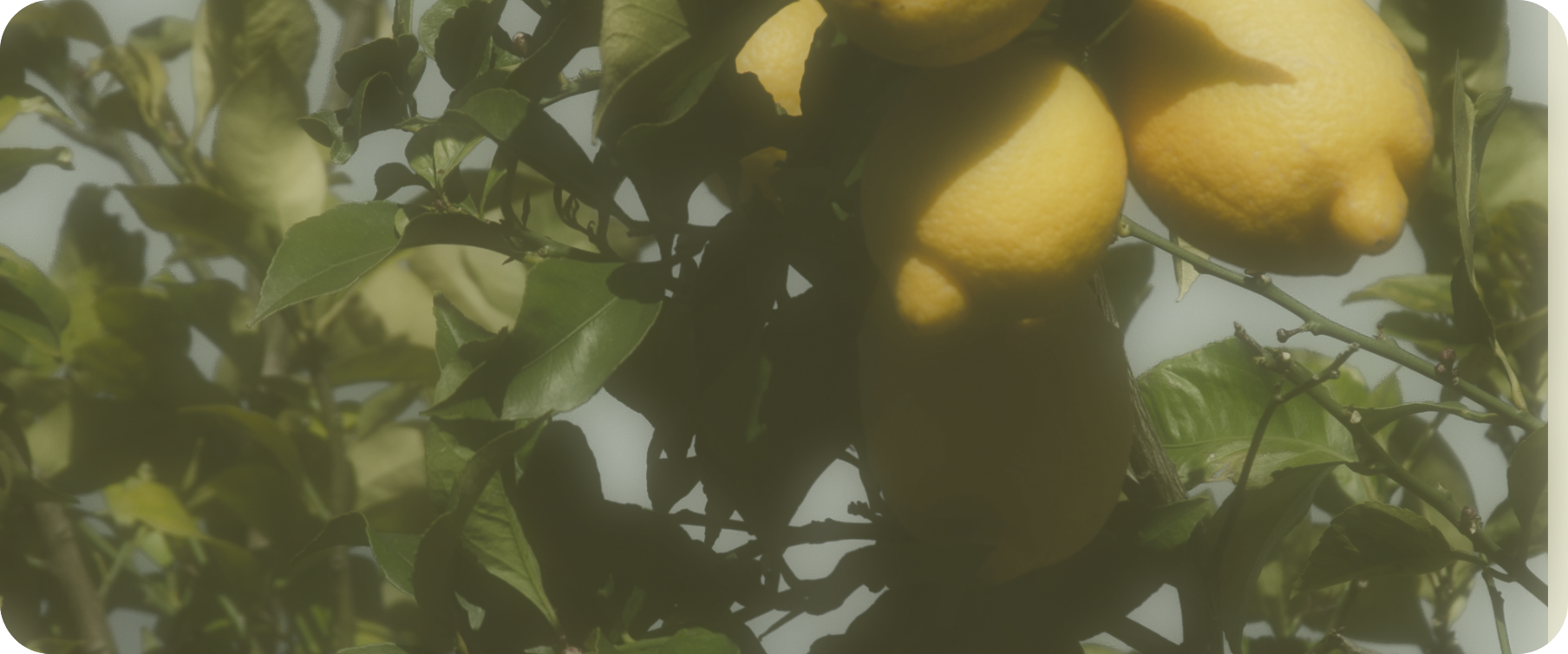 Close-up of ripe yellow lemons hanging on a lemon tree among green leaves.