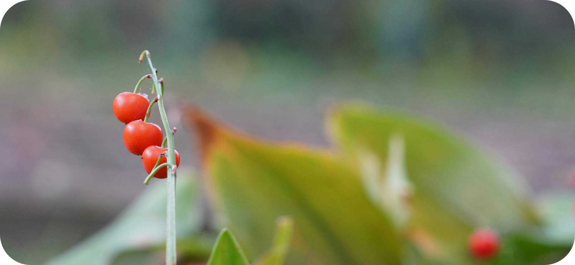 Close-up of small red berries hanging on a stem with blurred green leaves in the background.