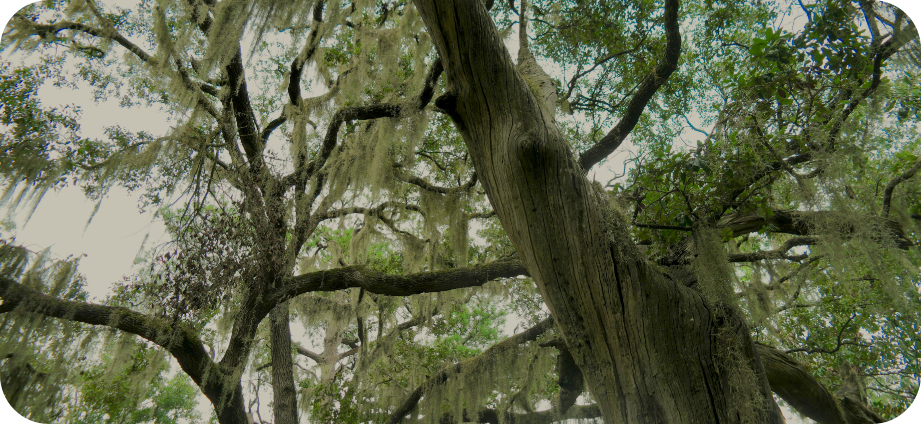 A large tree with moss hanging from its branches, viewed from below with a bright sky in the background.