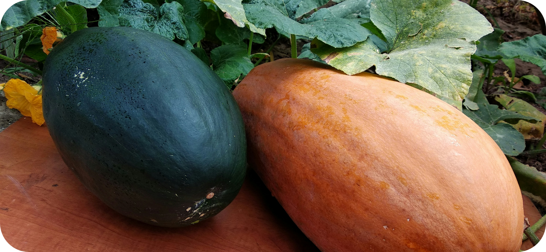 A green pumpkin and a yellow-orange pumpkin on a wooden surface outdoors, surrounded by green leaves.