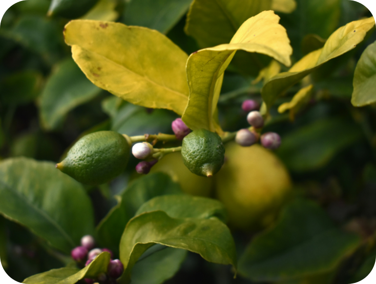 Close-up of a lemon tree with green lemons and purple flowers surrounded by green leaves.