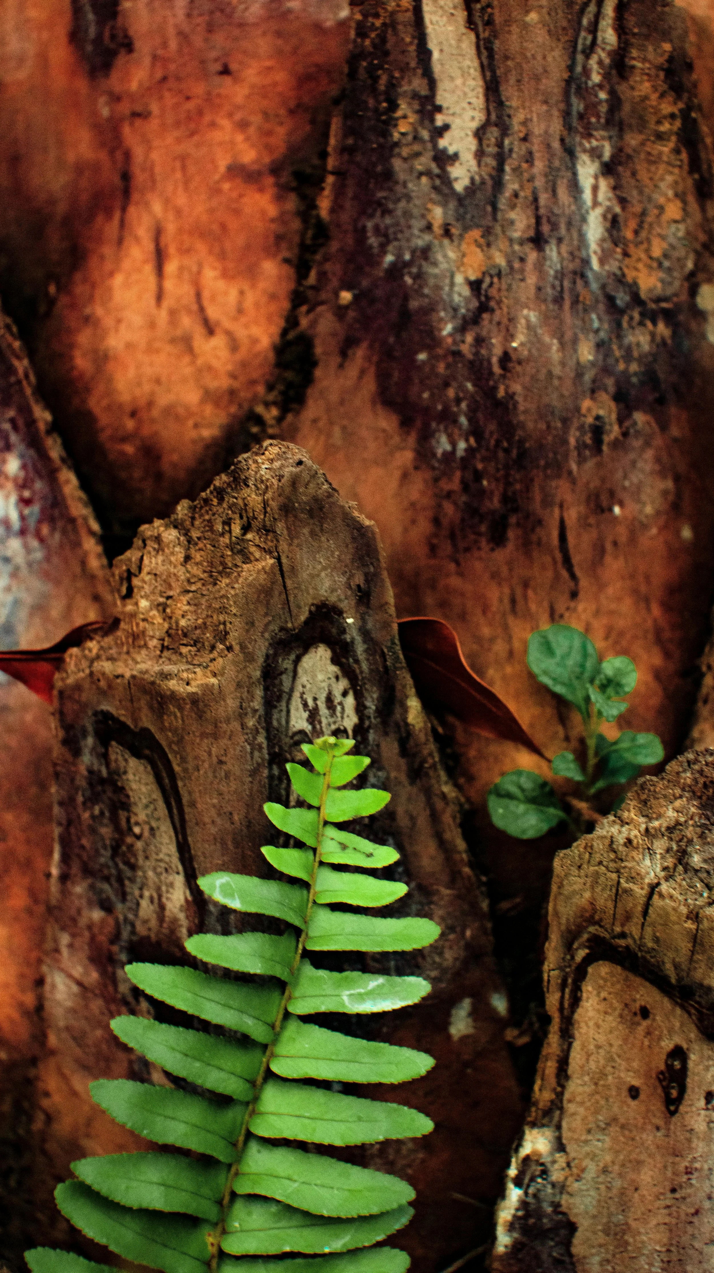 Close-up of green fern and small green plant growing among pieces of rough, textured bark or wood.