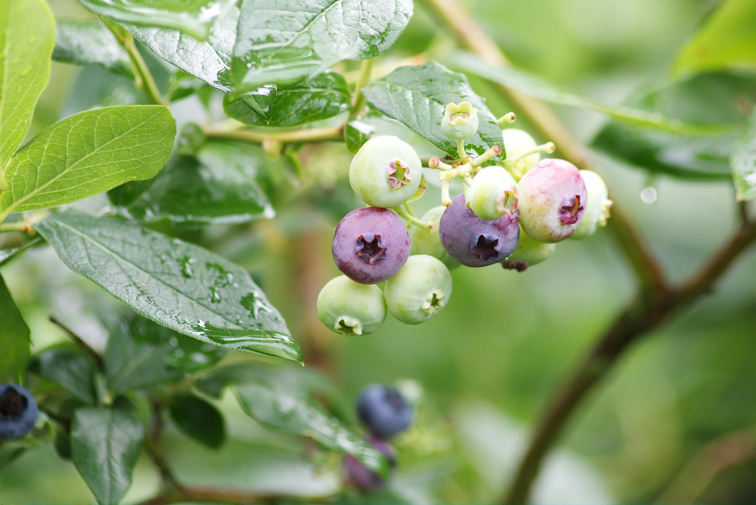 Close-up of a cluster of blueberries at various stages of ripeness on a bush, with green leaves and a blurred background.