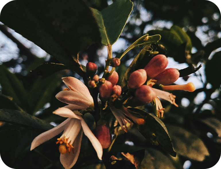 Close-up of a flowering plant with pink buds, white flowers, and green leaves against a dark background.