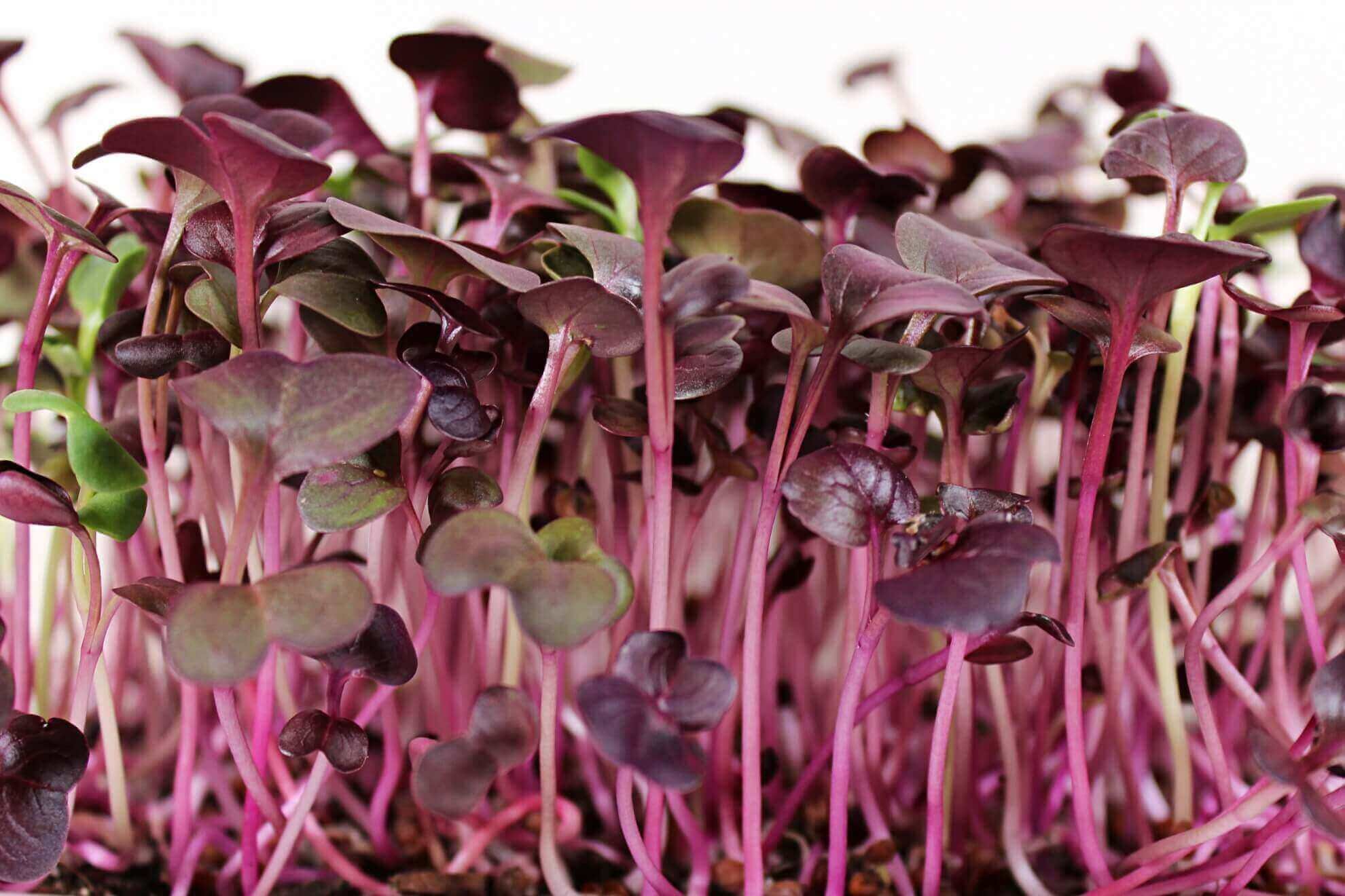 red rambo radish.png