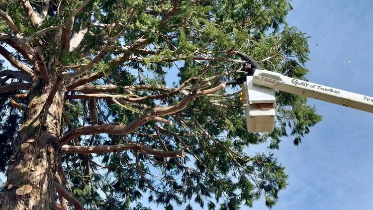 Guilty of Treeson | Ensure Tree Safety Today