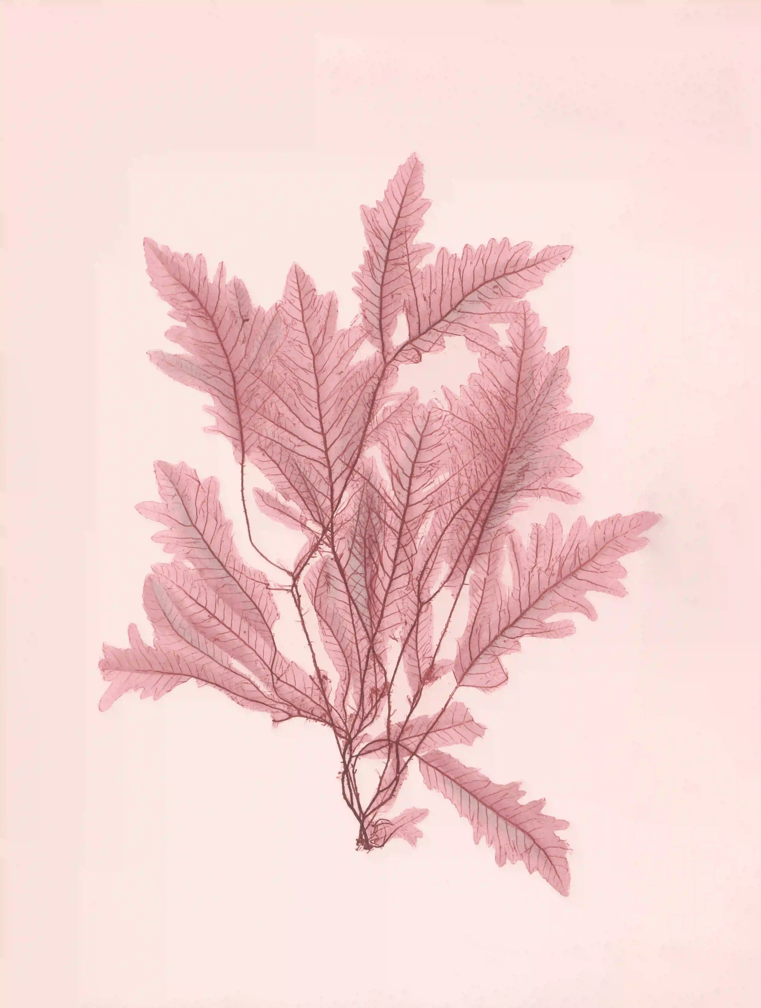 Botanische Illustration von Blättern mit sichtbaren Verzweigungen und Verbindungen