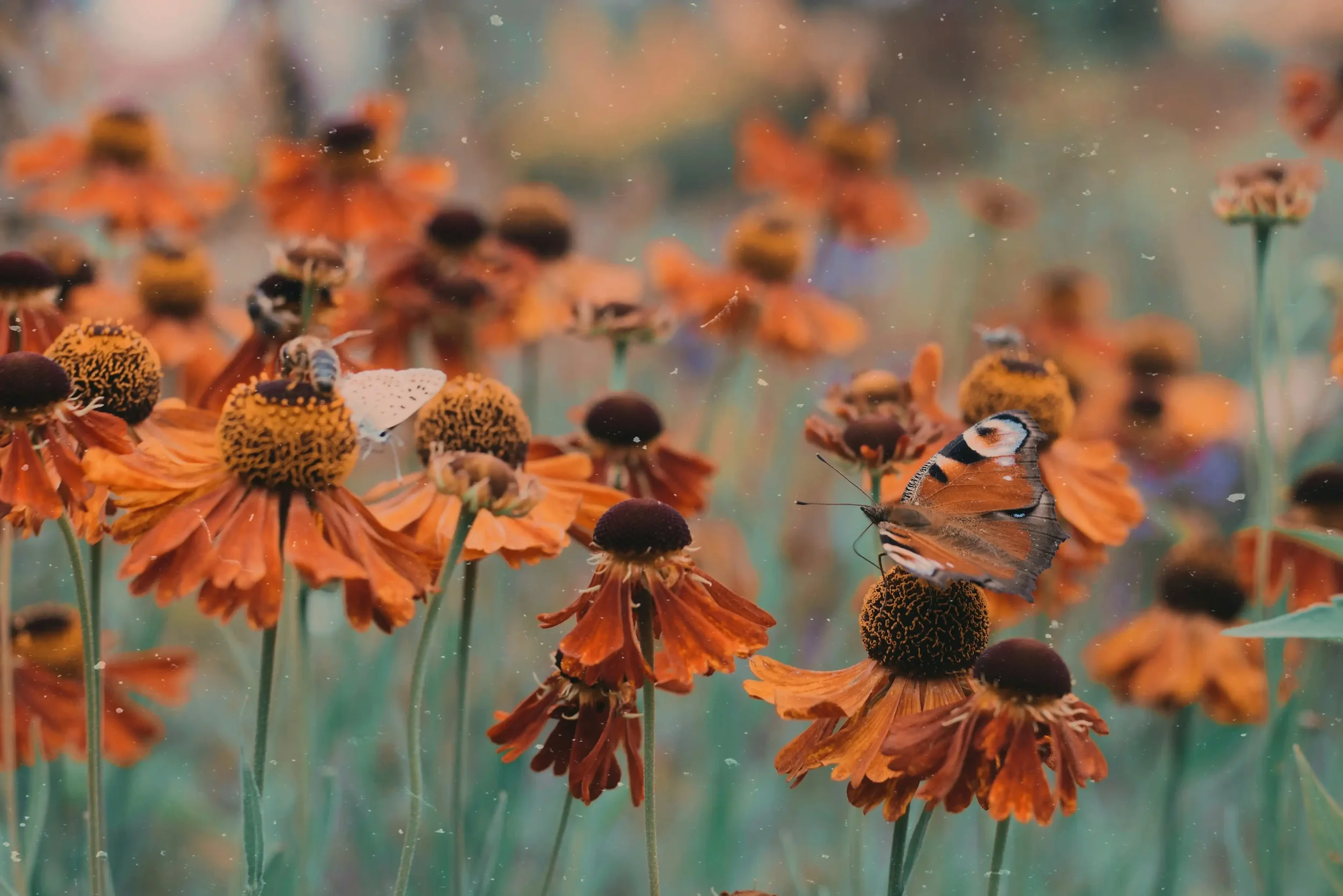 Tagpfauenauge-Schmetterling auf orangefarbenen Blüten - Symbol für Transformation