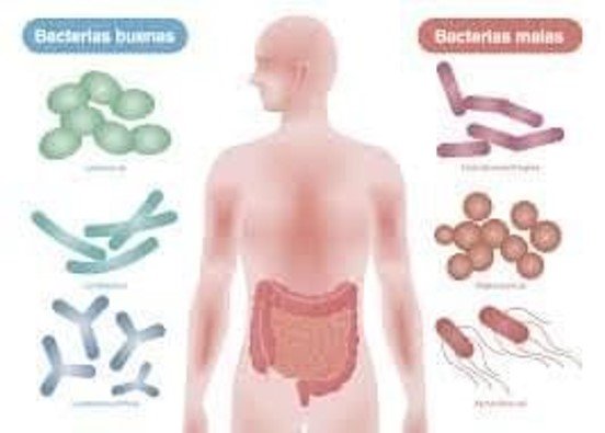 bacterias.jpg