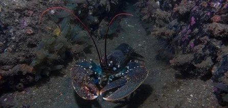 Ireland's Lobsters