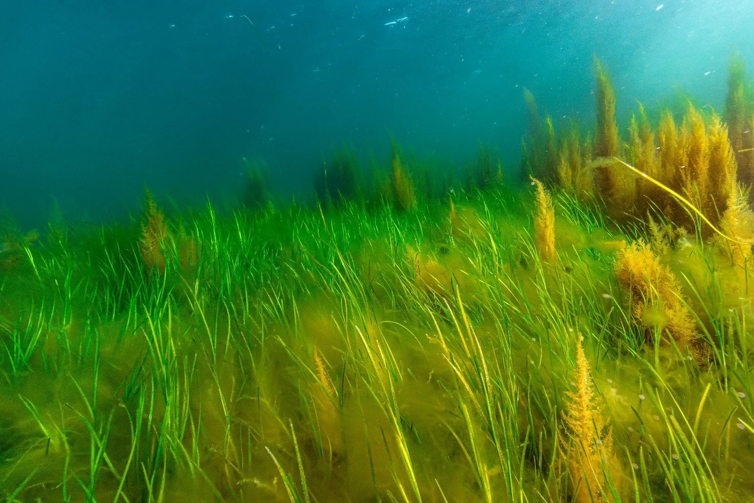 A seagrass meadow off the Irish Coast; Photo by Daniel Fildes