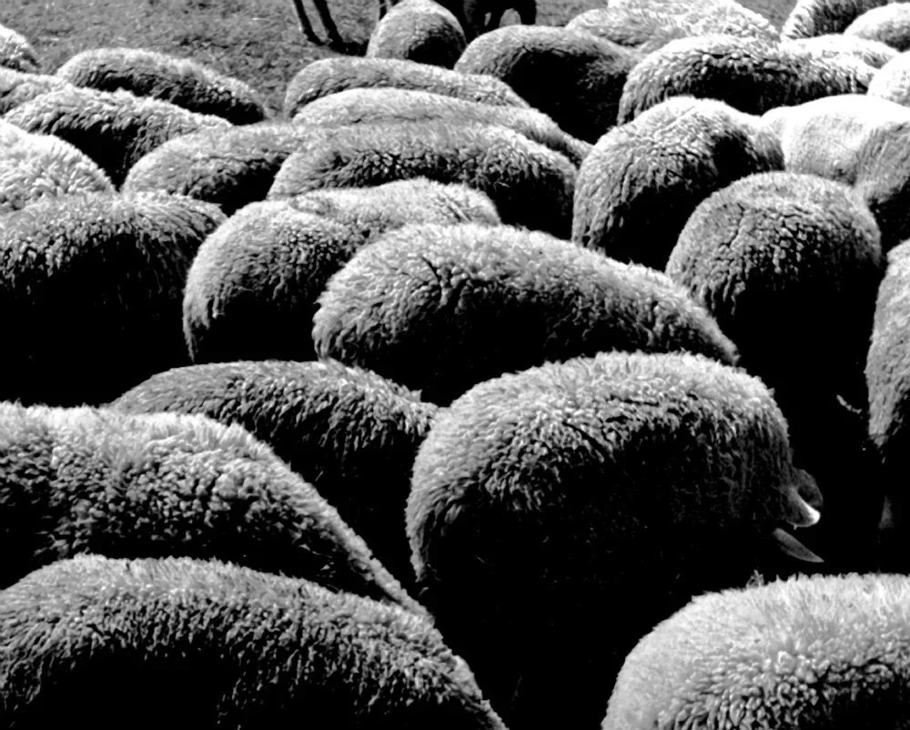 Sheep, 1936