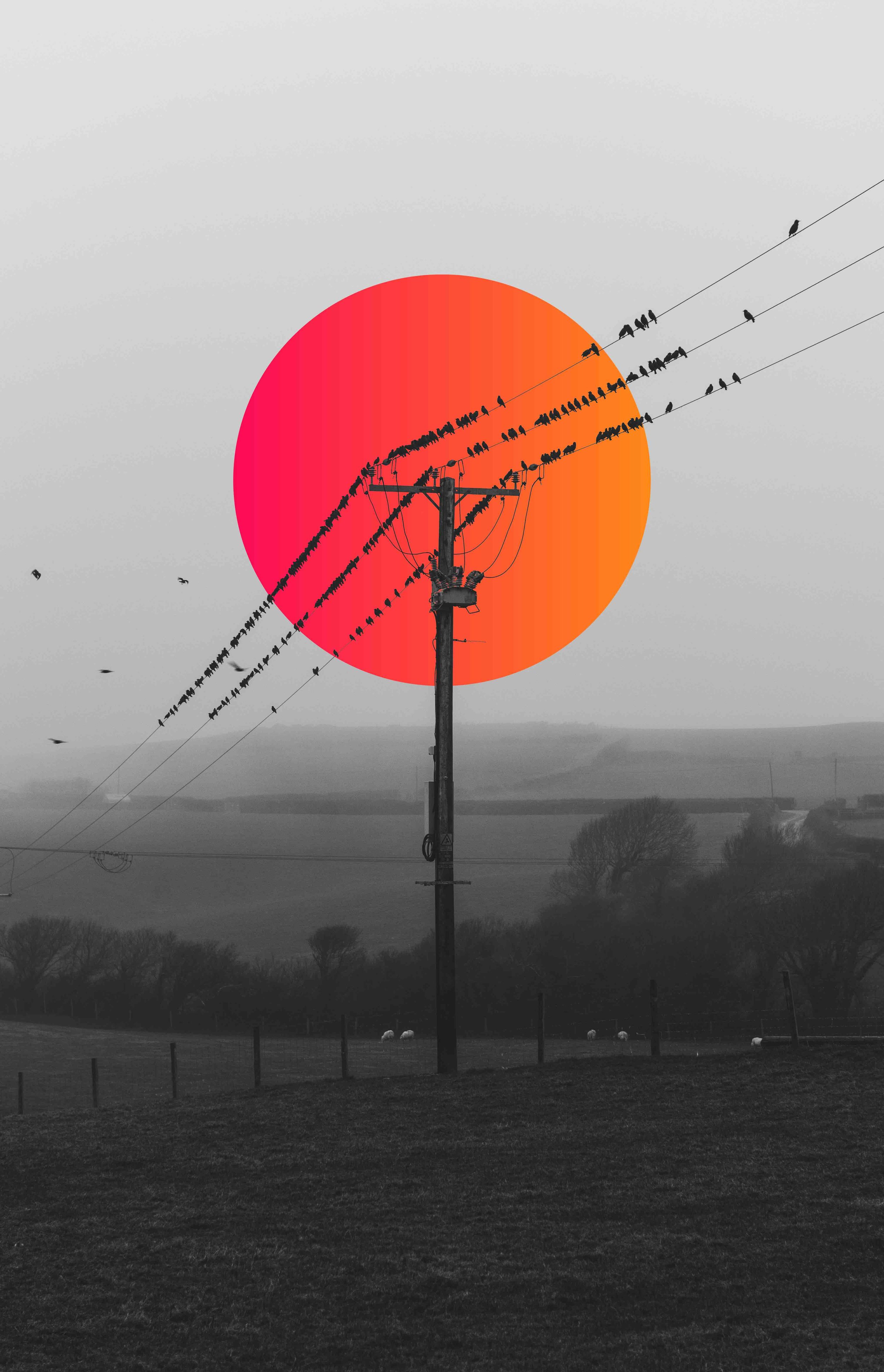 Birds perched on power lines with a vibrant orange and pink sun in the background.